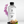 Cashmere Fragrance Oil